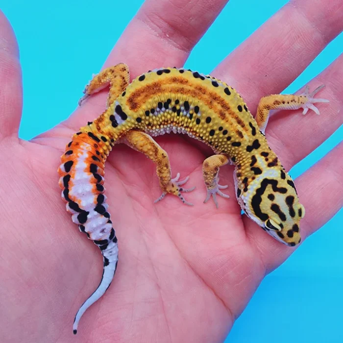 TBS Fire Bold Halloween Mask Red Stripe Bandit 100% Het Tremper Albino