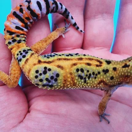 Emerine Leopard Gecko Adult