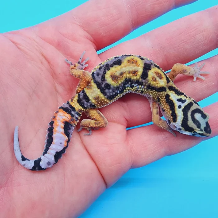 TBS Fire Bold Halloween Mask Bandit 100% Het Tremper Albino Possible W&Y *(super interesting pattern!)*