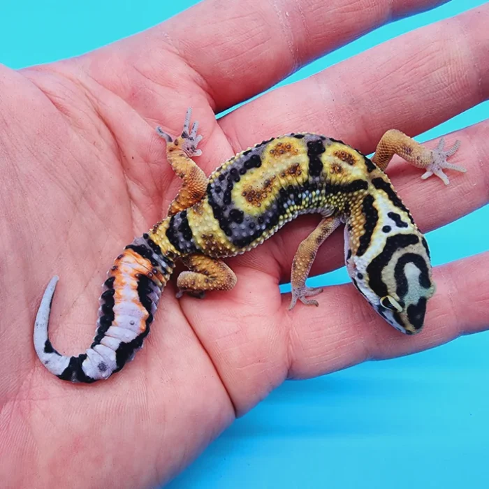 TBS Fire Bold Halloween Mask Bandit 100% Het Tremper Albino Possible W&Y *(super interesting pattern!)*