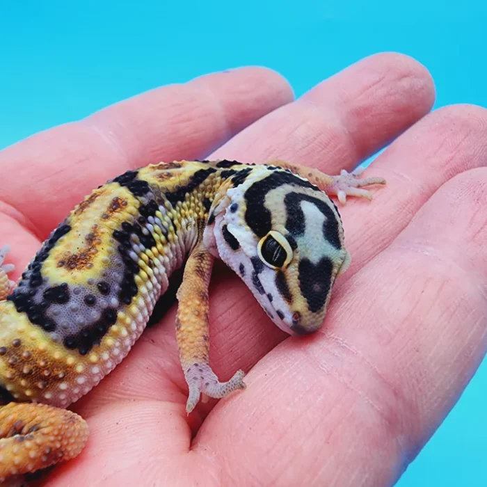 TBS Fire Bold Halloween Mask Bandit 100% Het Tremper Albino Possible W&Y *(super interesting pattern!)*