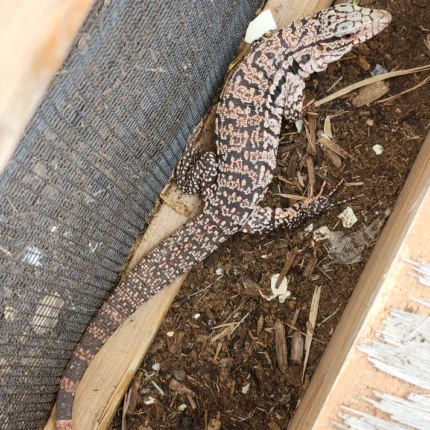 2023 Juvenile High White Red Tegu [Can mix with other tegu discounts!]