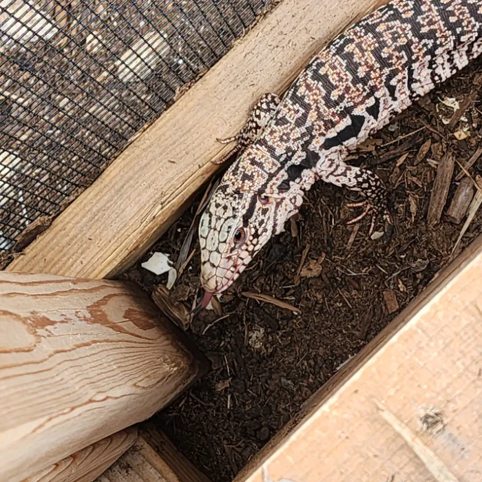 2023 Juvenile High White Red Tegu [Can mix with other tegu discounts!]