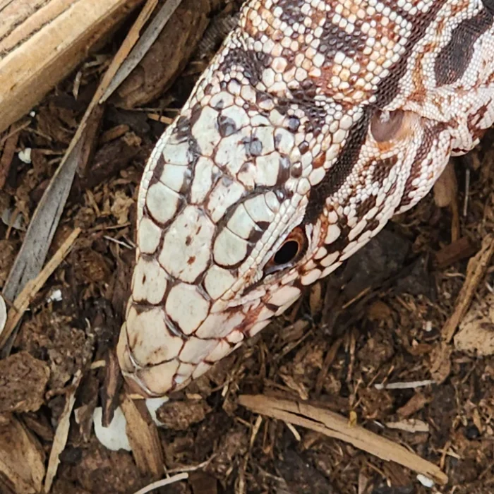 2023 Juvenile High White Red Tegu [Can mix with other tegu discounts!]