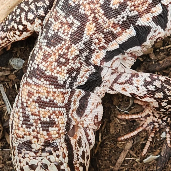 2023 Juvenile High White Red Tegu [Can mix with other tegu discounts!]