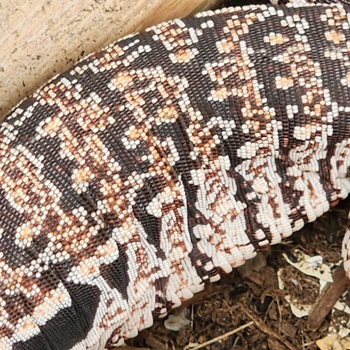 2023 Juvenile High White Red Tegu [Can mix with other tegu discounts!]