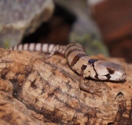 Pink Tongued Skink