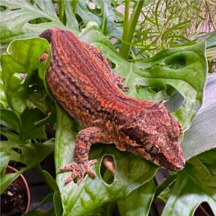 Gargoyle Gecko