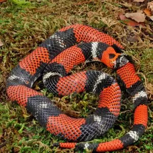 Adult hognose snakes