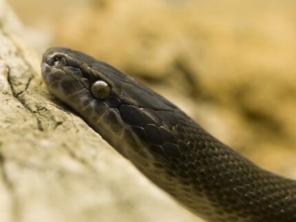 Albino garter snakes