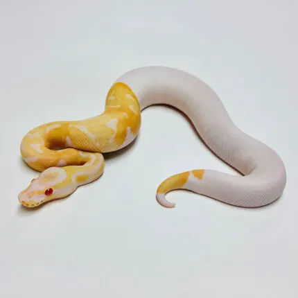 Albino Pied Ball Python