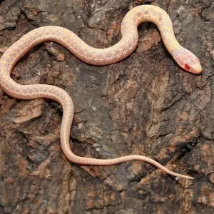 Albino garter snakes