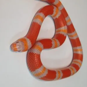 Albino milk snakes
