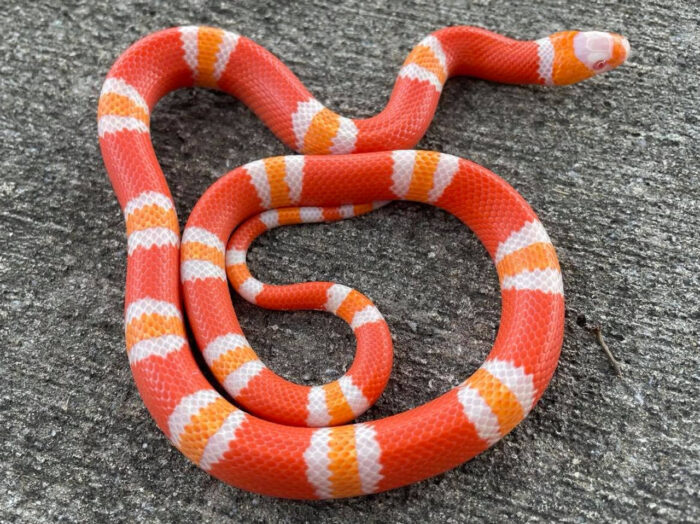 Albino milk snakes