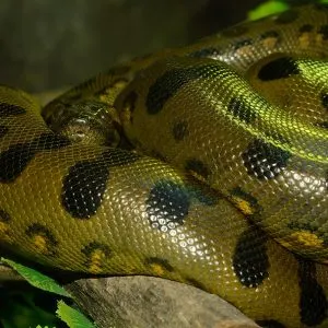 Anaconda snake