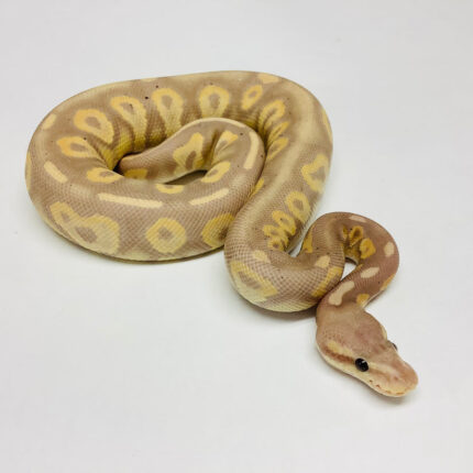 Ball Python