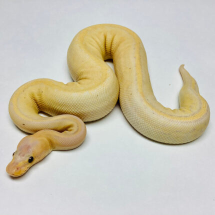 Banana Ball Python