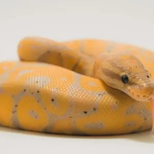 Banana Ball Python