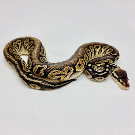 Black Ball Python