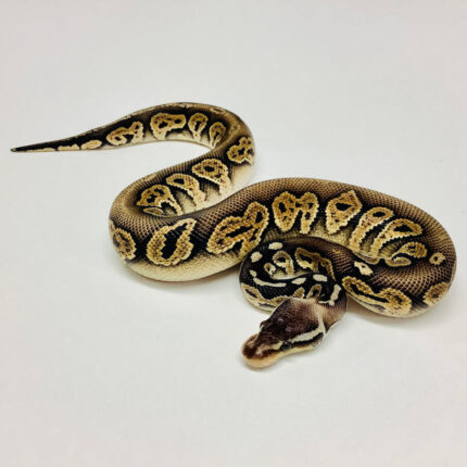 Black Pewter Ball Python