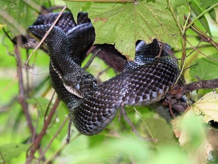 Black rat snakes