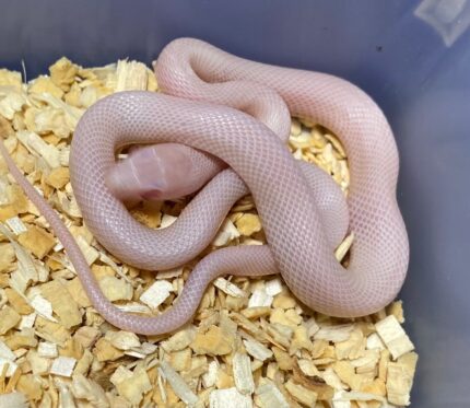 Blizzard Corn Snake