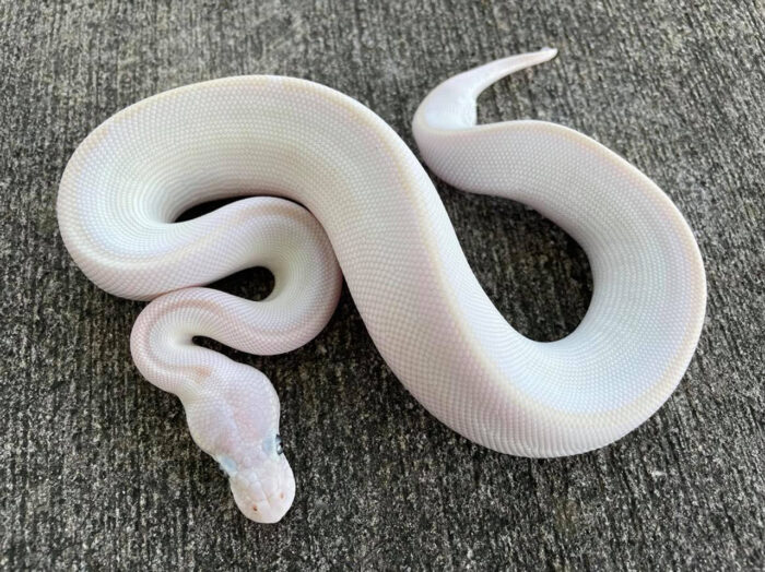 Blue eyed leucistic ball python