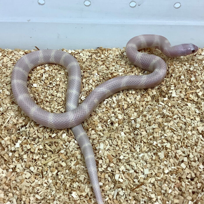 California Kingsnake