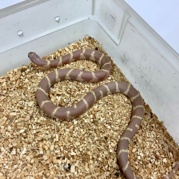 California Kingsnake