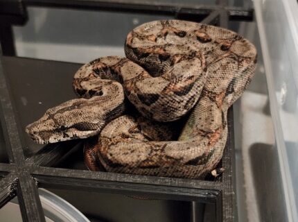 Dwarf Boa