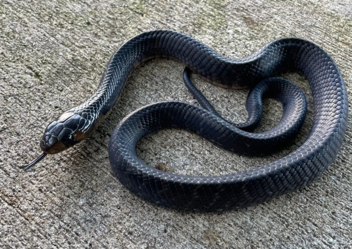 Eastern indigo snake