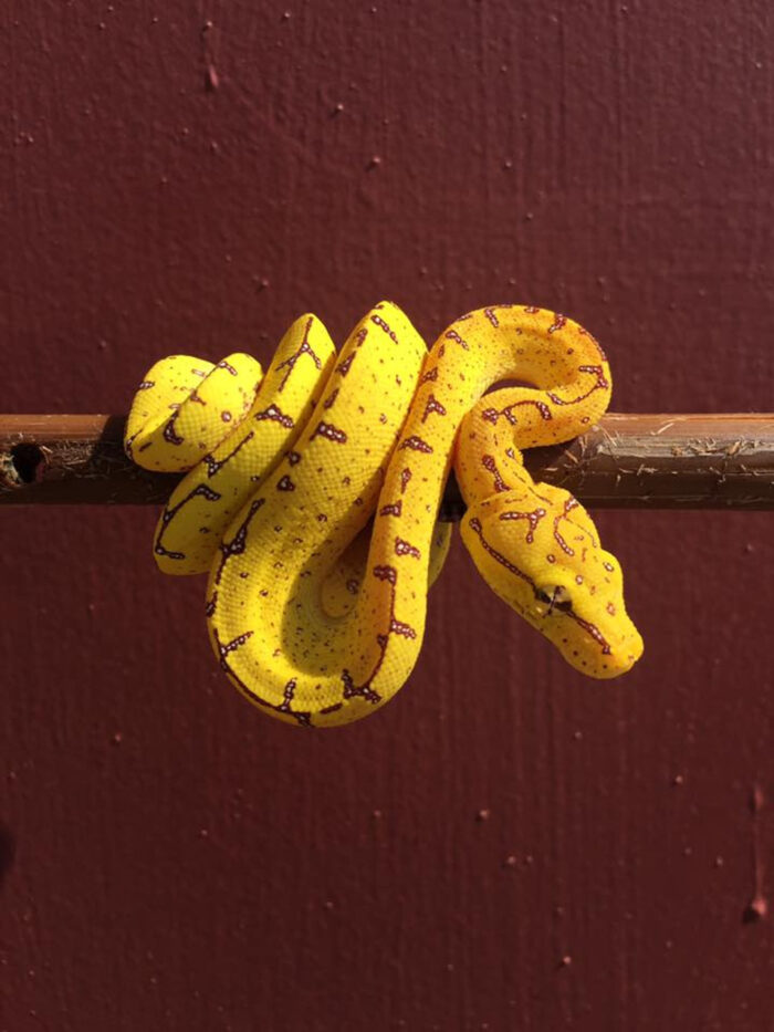 Green tree python