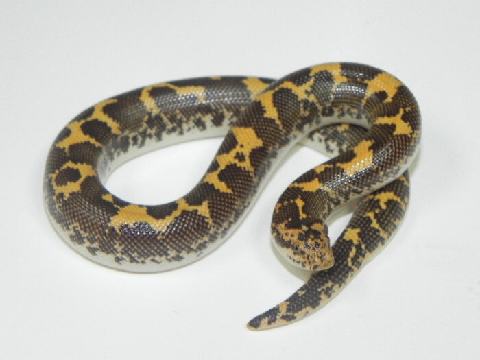 Kenyan Sand Boa