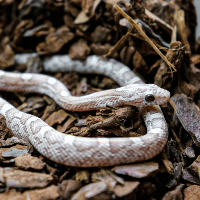 Lavender Corn Snakes