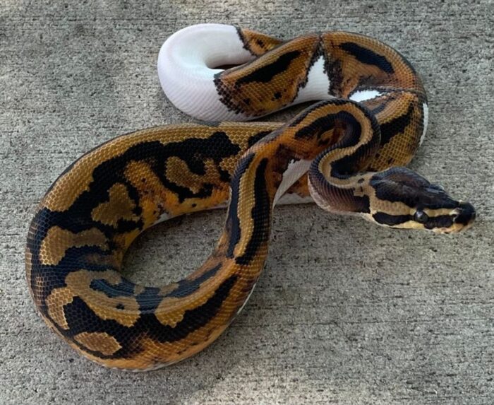 Piebald Ball Python