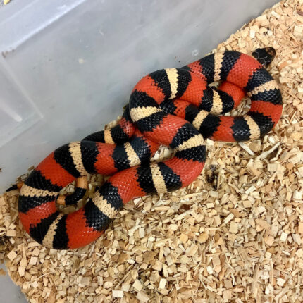 Pueblan Milk Snake