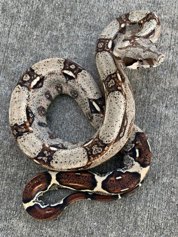 Red Tail Boa