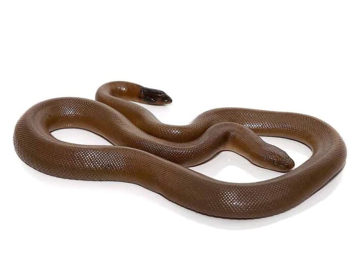 Rubber Boa snake