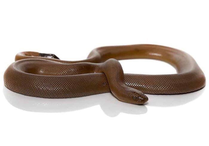 Rubber Boa snake