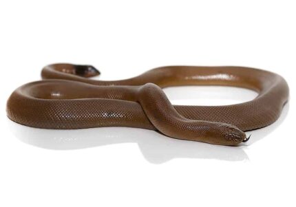 Rubber Boa snake