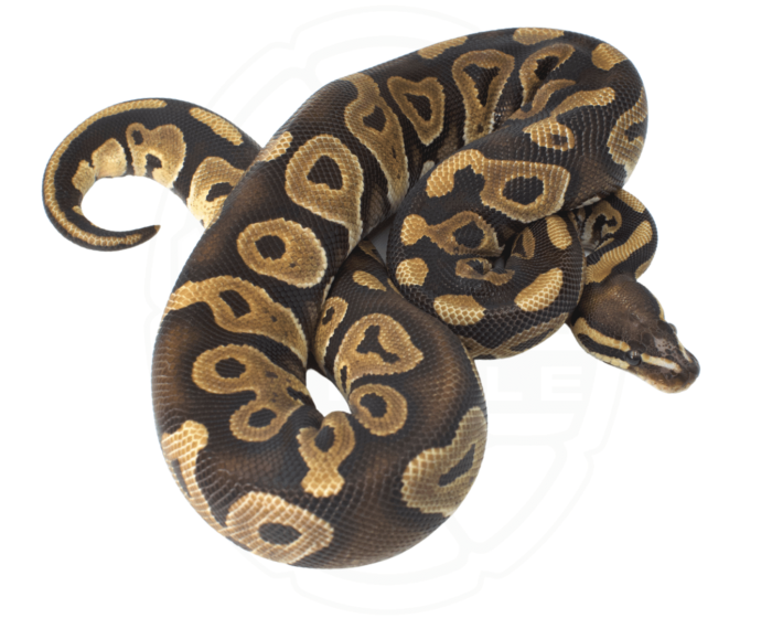 Scaleless Ball Python