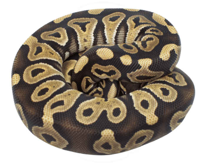 Scaleless Ball Python