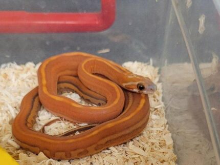 Tessera Cornsnake