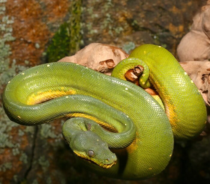 Tree Python