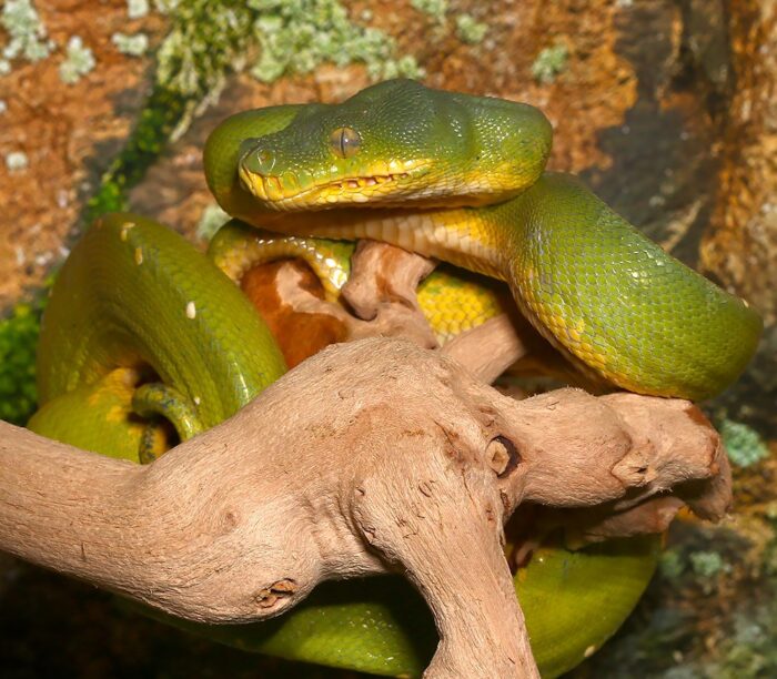 Tree Python