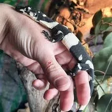 Bell's Phase Lace Monitor Baby