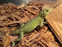 Banana Pectinata Iguana Baby