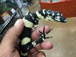 Bell's Phase Lace Monitor Baby