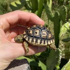 Leopard Tortoise Baby