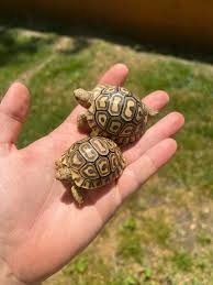 Leopard Tortoise Baby